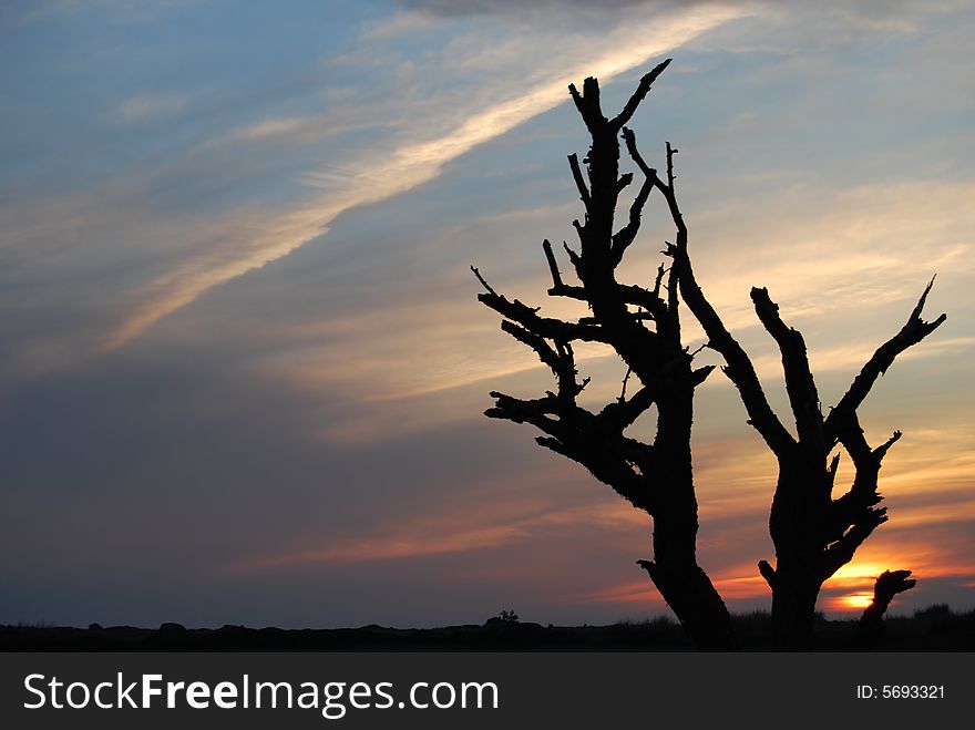 Sunset behind a tree, making it into a silhouette. Sunset behind a tree, making it into a silhouette.