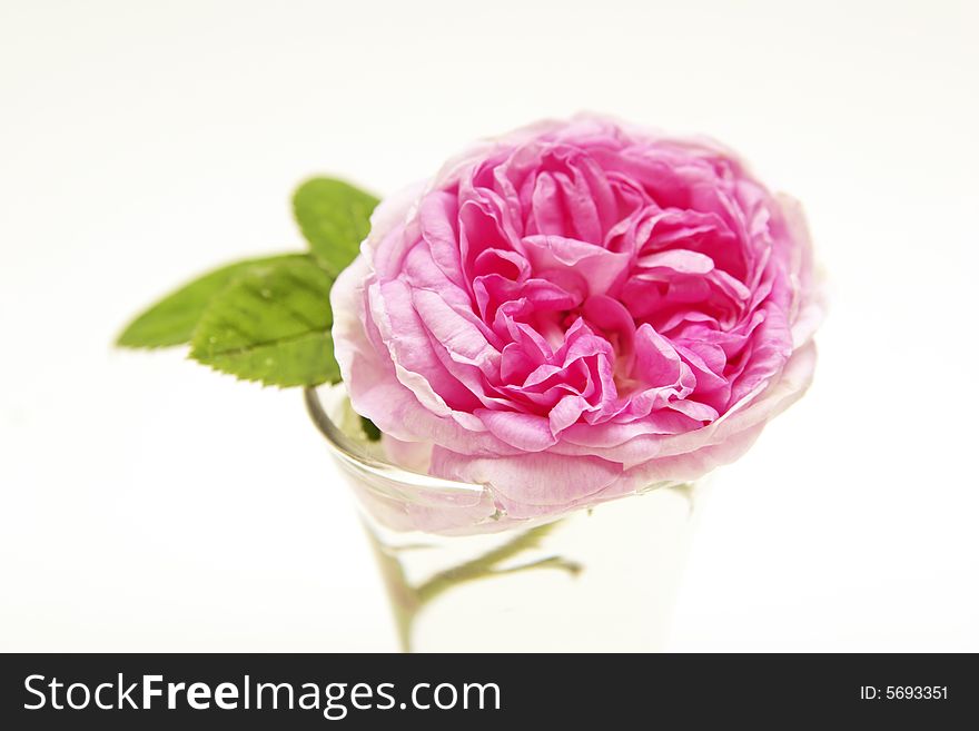 A blooming dog-rose in a small glass. A blooming dog-rose in a small glass