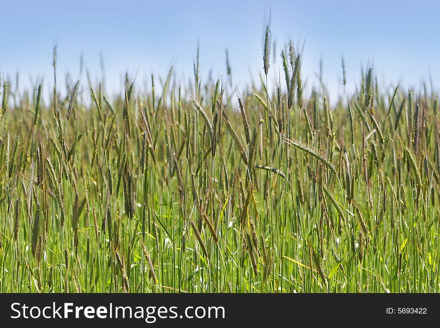 Wheat field