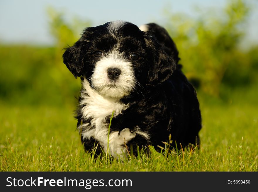 A Bichon Havanais puppy resting in the sun. A Bichon Havanais puppy resting in the sun