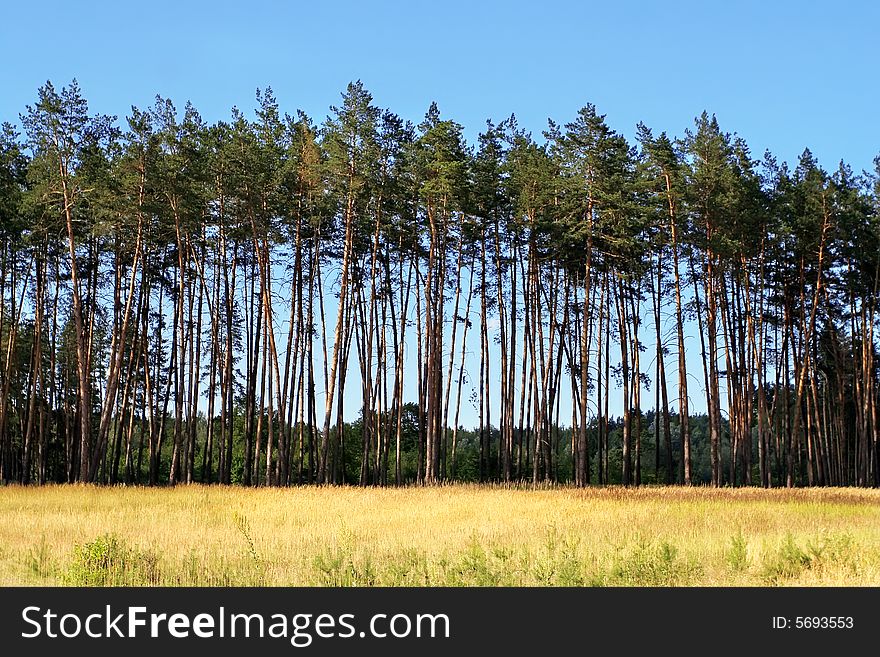 Huge pine trees beaÐ³tiful landscape. Huge pine trees beaÐ³tiful landscape