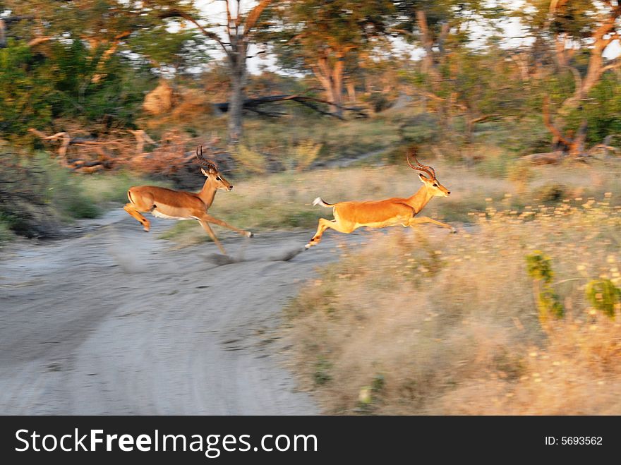2 Male Impala's running and fighting with each other. 2 Male Impala's running and fighting with each other.