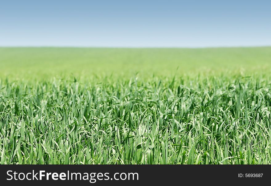 Green grass on blue sky background