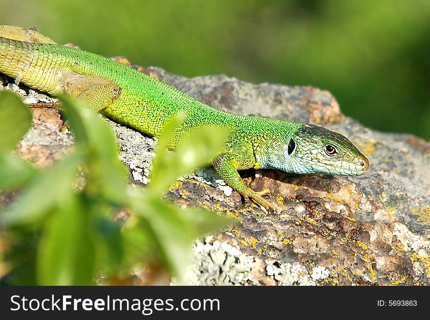 The green lizard sits on a stone. The green lizard sits on a stone