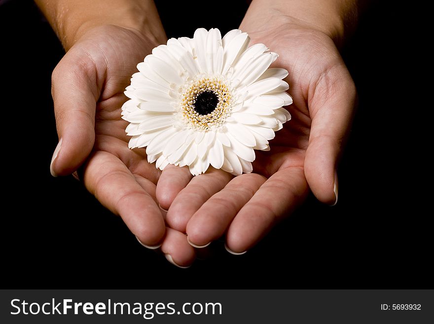 A white flower that is located in the hands of a woman. A white flower that is located in the hands of a woman