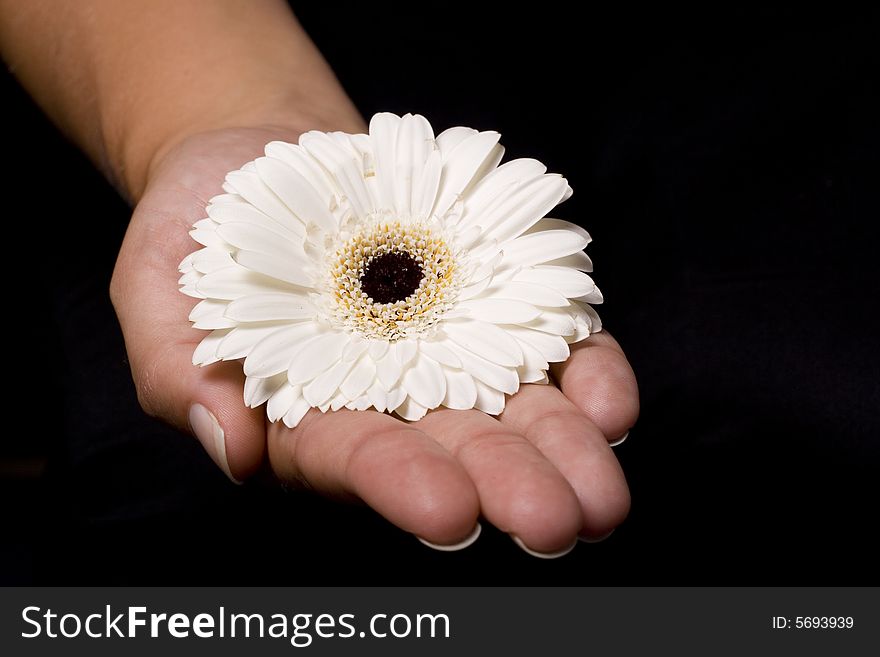 A white flower that is on the hand of a woman. A white flower that is on the hand of a woman