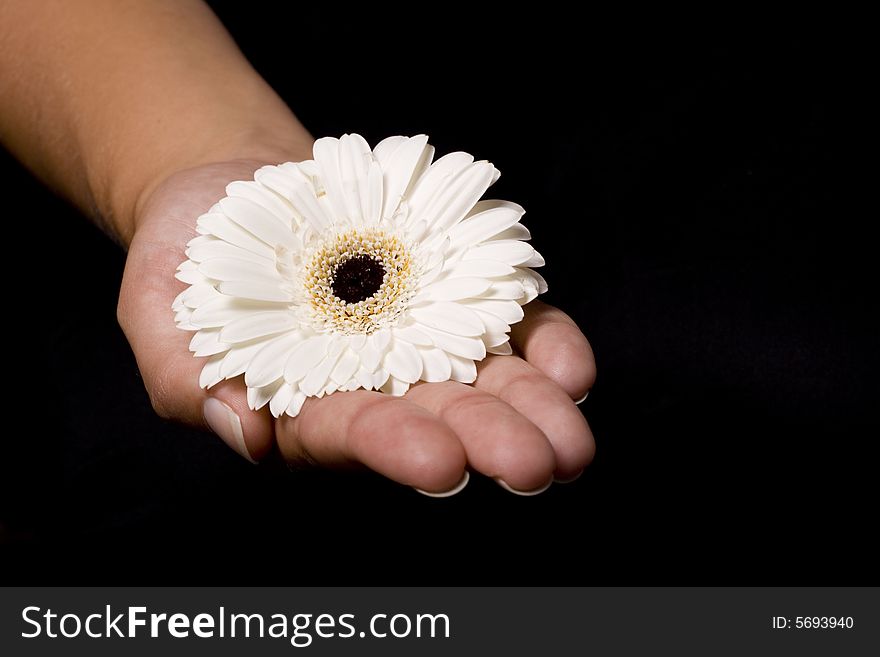 A beautifull white flower that is on the hand of a woman. A beautifull white flower that is on the hand of a woman