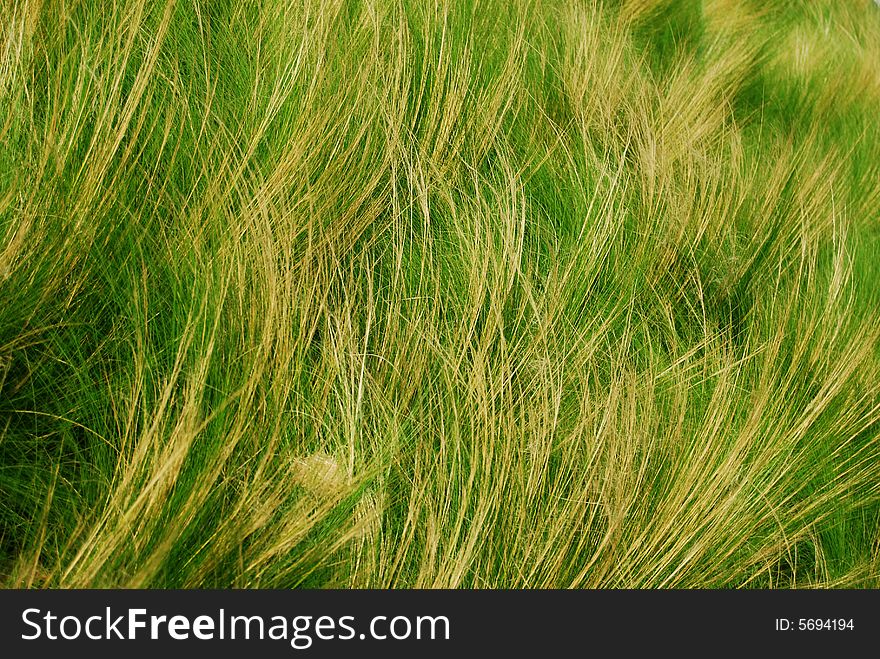 Close Up Of Green Grass