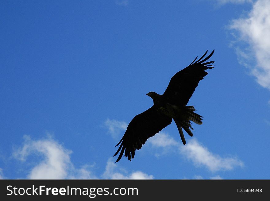 Silhouette of bird of prey against blue sky