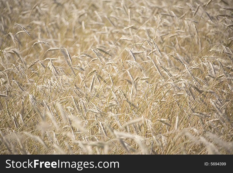Golden wheat field, summer background