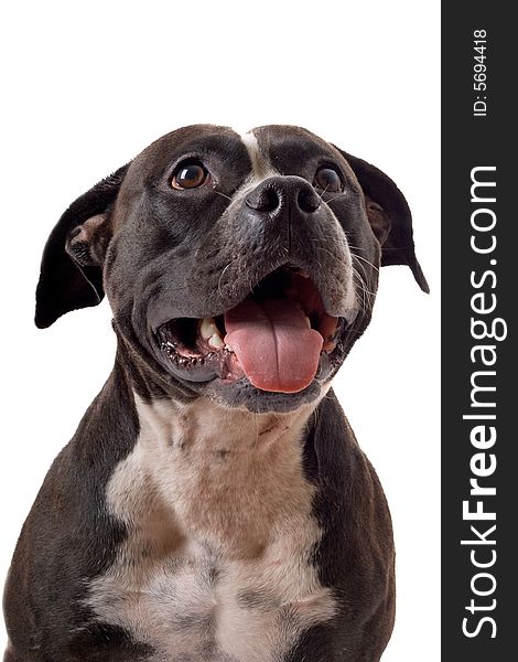 Portrait of the american staffordshire terrier