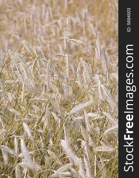 Golden wheat field, summer background