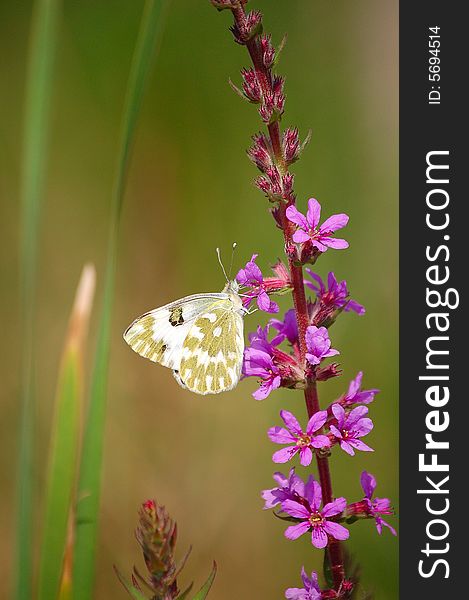 A white butterfly resting on pink flowers of water weeds.