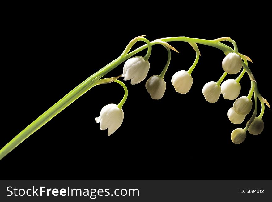 Lily-of-the-valley flower isolated on black background. Lily-of-the-valley flower isolated on black background