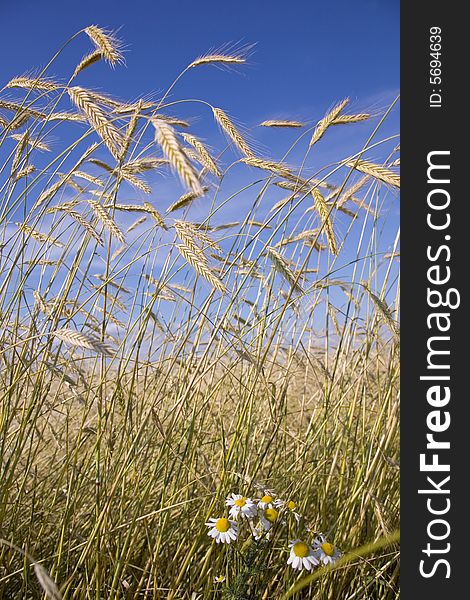 Golden wheat field and blue sky