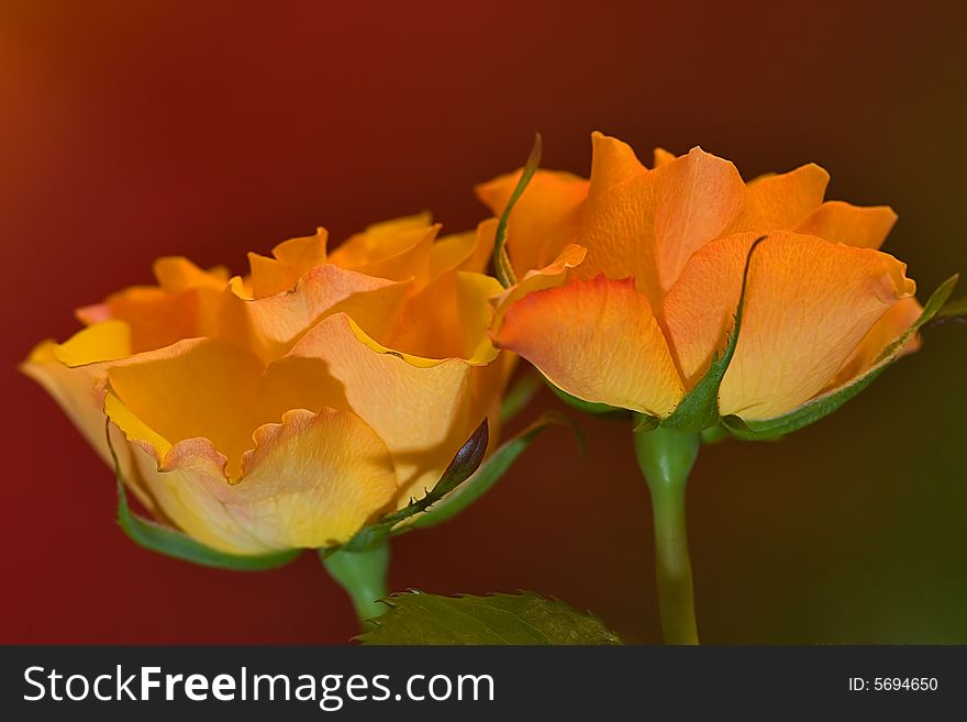 Two yellow roses on dark background
