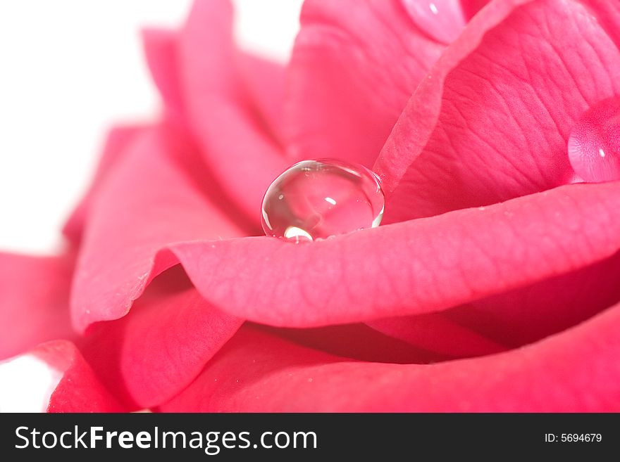 Delicate pink rose with big drop