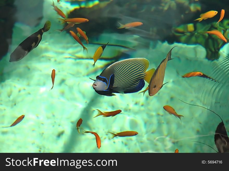 Shoal of colorful tropical fish in reef