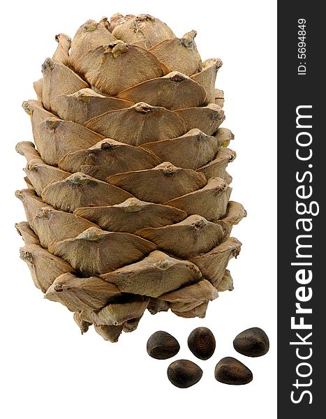 Mature fruits of a cedar on a white background. Mature fruits of a cedar on a white background