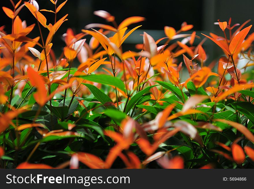 Leaves growing from the road side colored in orange