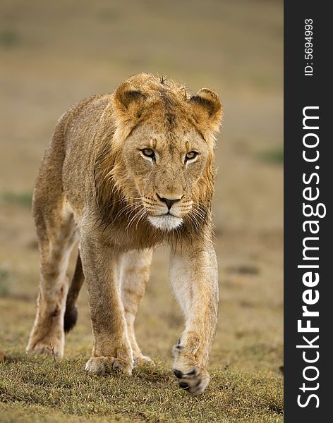 A young Male Lion out on the plains looking for a meal