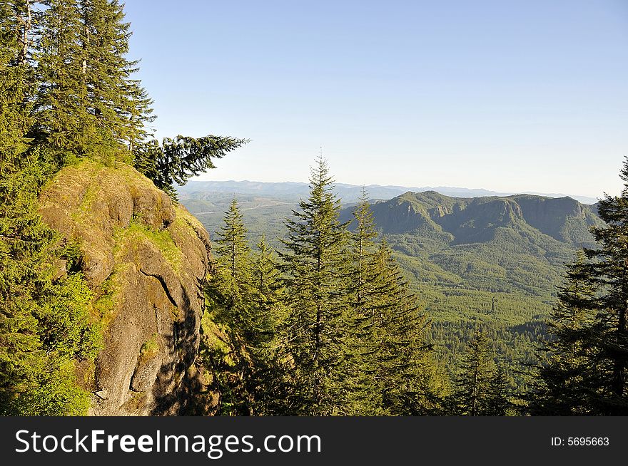 Angled Tree On Mountain Trail