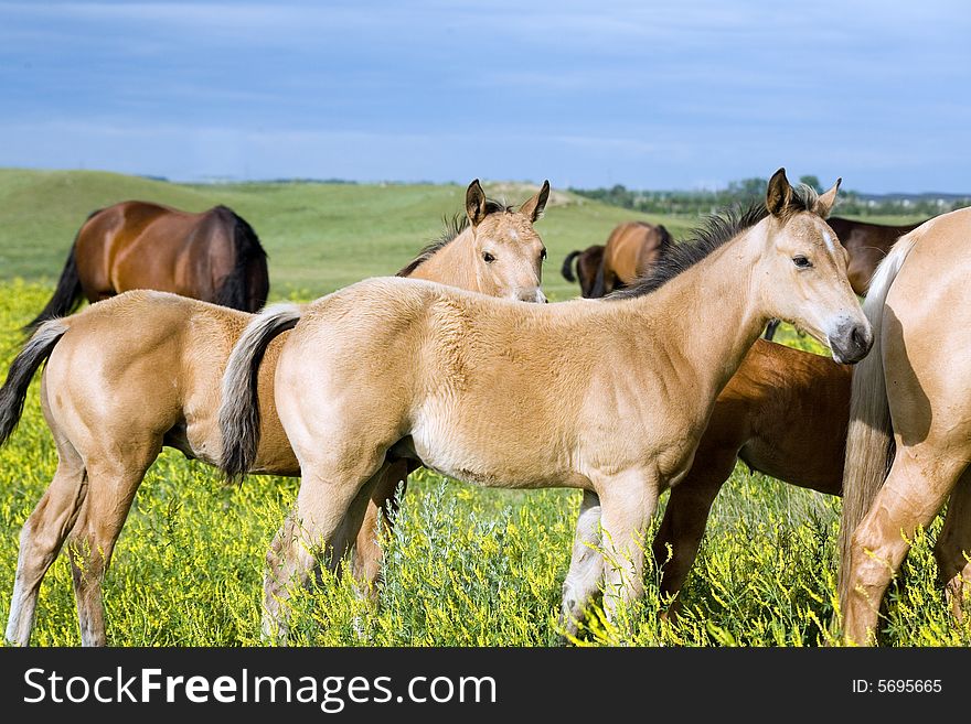 Buckskin quarter horse foals in yellow clover pasture