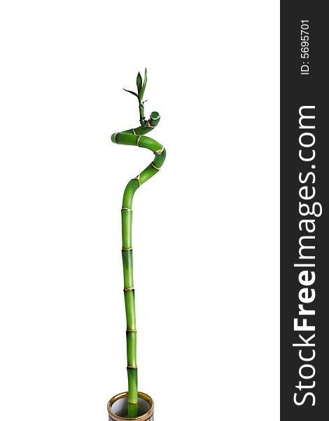 Isolated Green Branch Bamboo