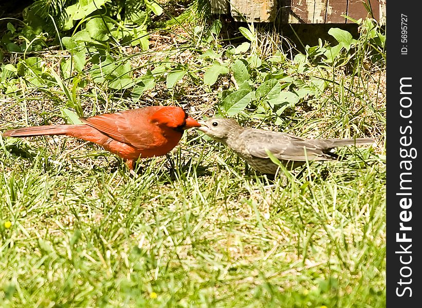 Male cardinal feeding it's young. Male cardinal feeding it's young