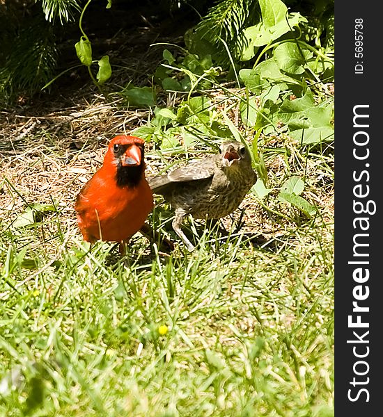 Male cardinal standing beside it's young. Male cardinal standing beside it's young