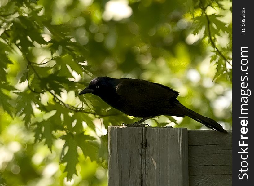 Common grackle perched on piece of wood