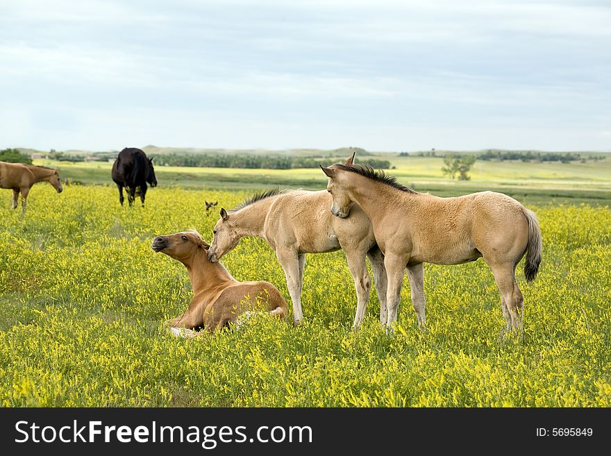 Buckskin quarter horse foals in yellow clover pasture