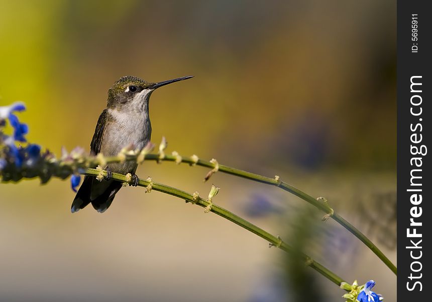 Female Ruby-throated hummingbird perched on branch