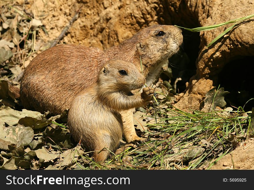 Animals: Baby and parent prairie-dog eating