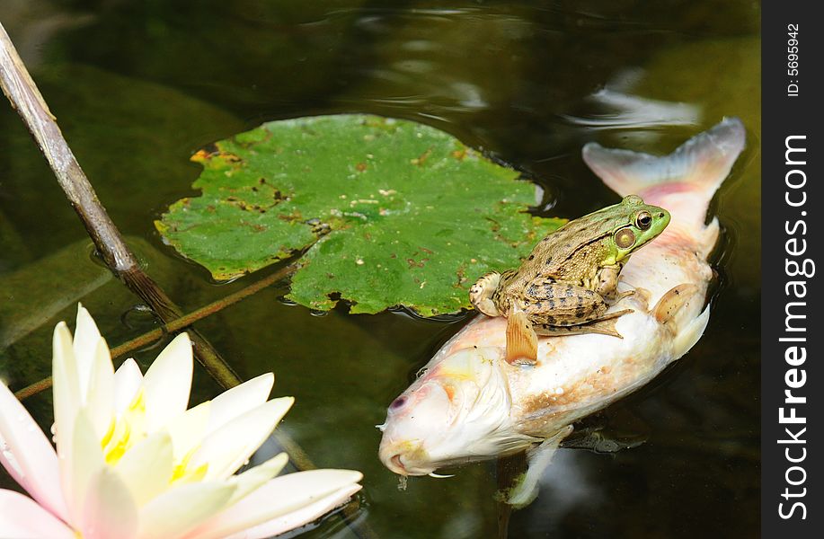 A frog sits on top of a dead floating fish in the water next to lily pads. A frog sits on top of a dead floating fish in the water next to lily pads