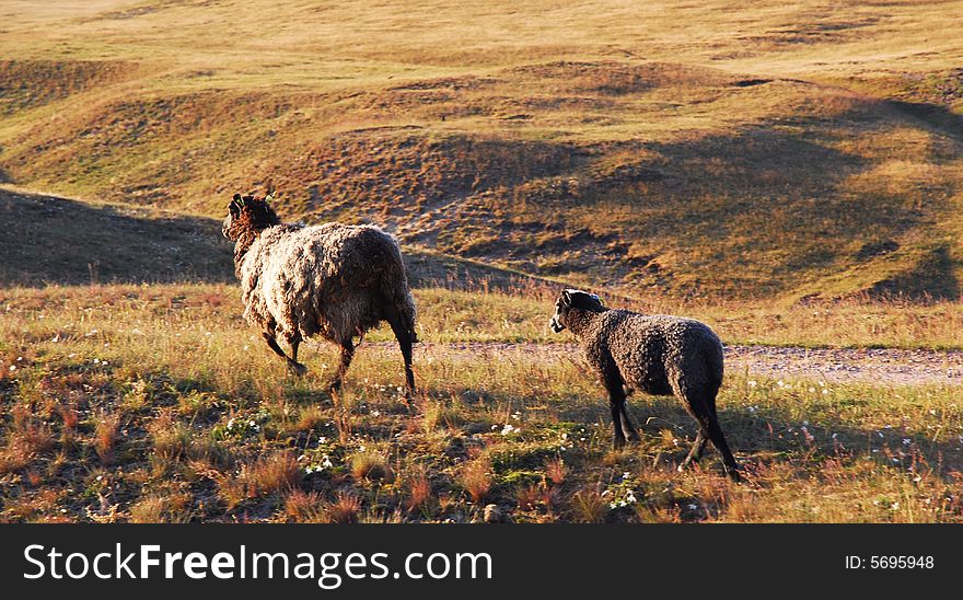 Two sheep on the field going home. Two sheep on the field going home