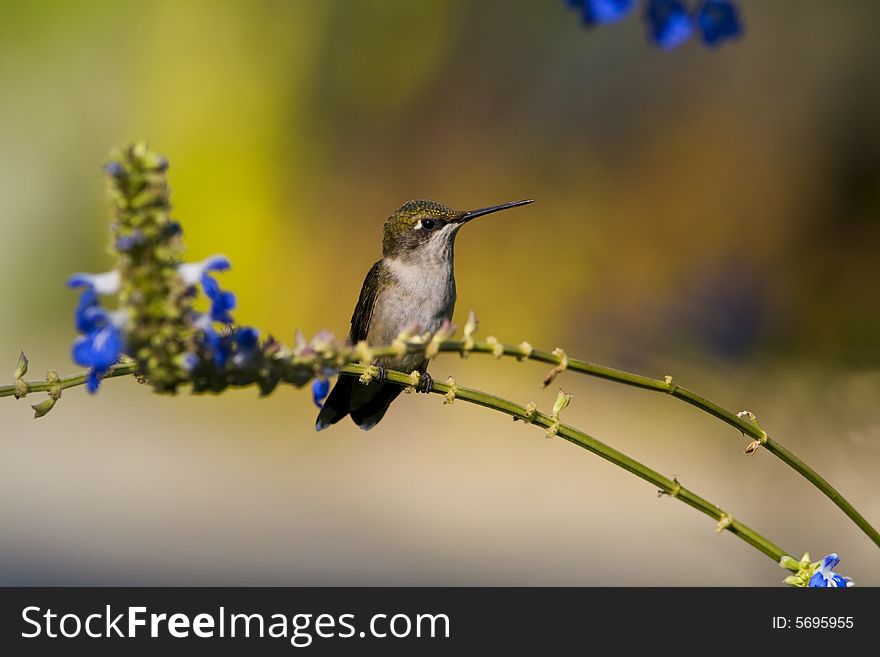 Female Ruby-throated Hummingbird