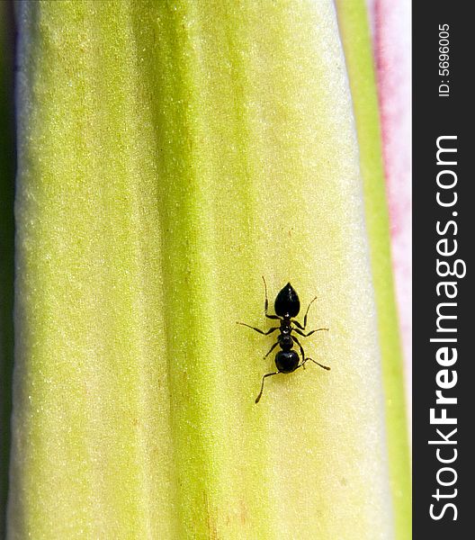 A small ant walks down a day lily bud petal. A small ant walks down a day lily bud petal