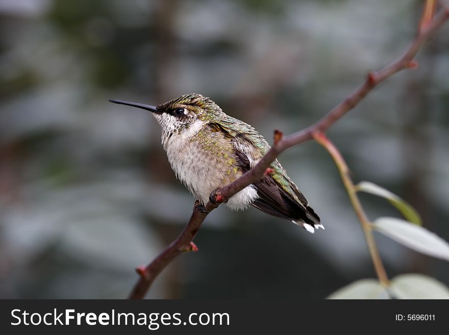 Female Ruby-throated hummingbird