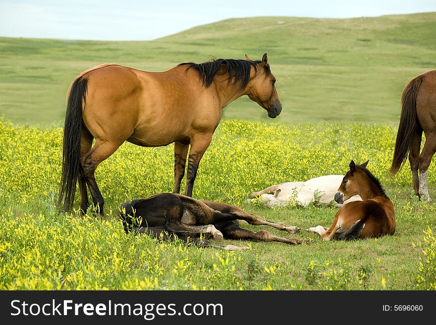 Dun quarter horse mare and foals in sweet clover pasture. Dun quarter horse mare and foals in sweet clover pasture