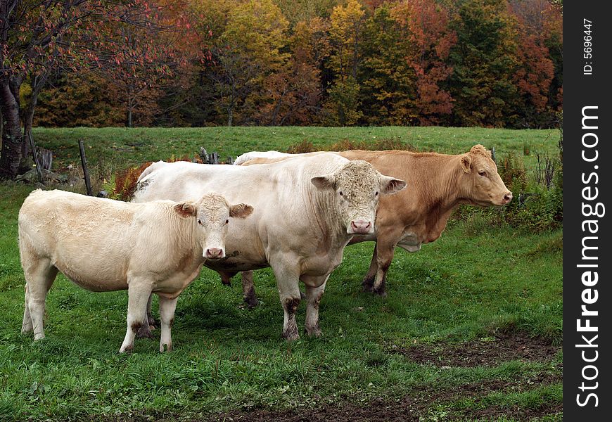 Cow, calf and bull in pasture with autumn leaves. Cow, calf and bull in pasture with autumn leaves