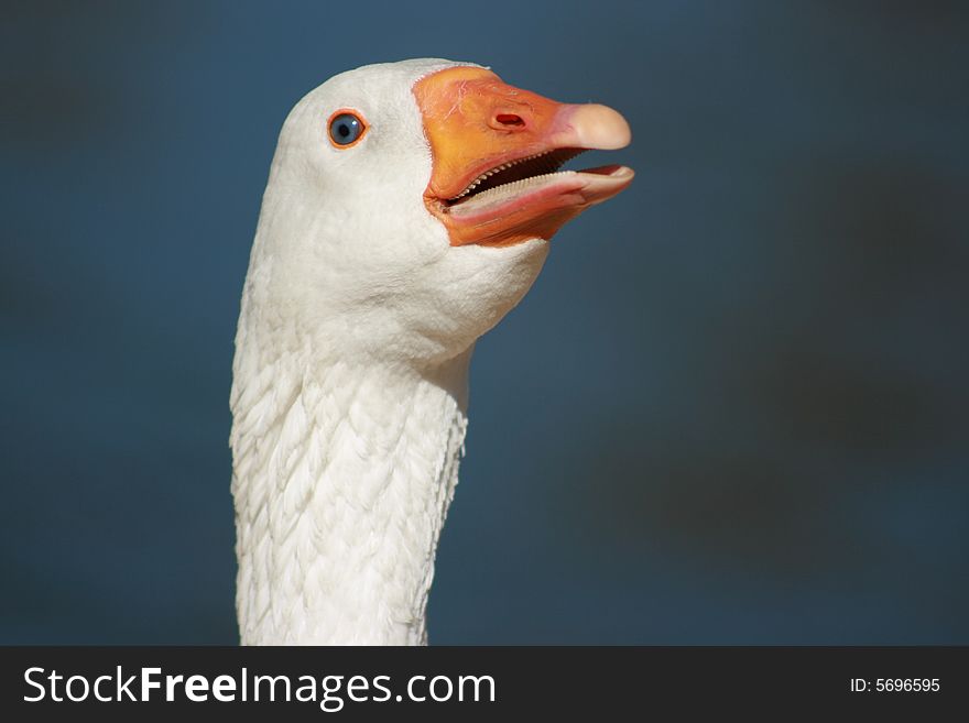 A goose with blue eyes and an orange beak.