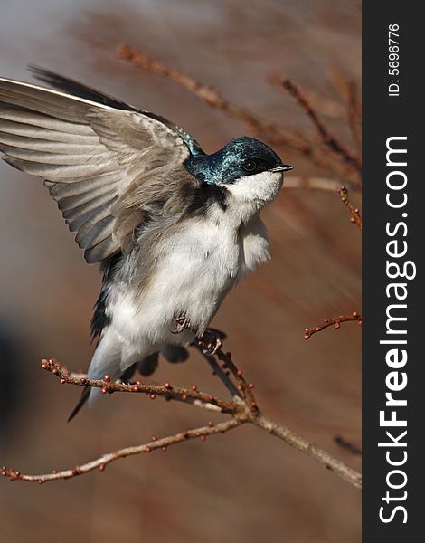 Tree swallow with extended wings