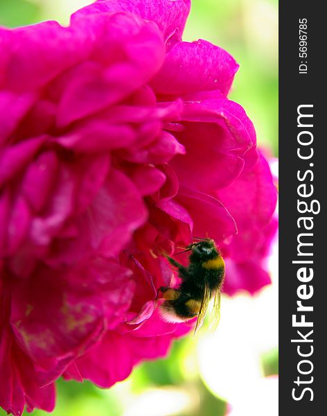 Macro of a bumblebee gathering the nectar of a flower. Macro of a bumblebee gathering the nectar of a flower