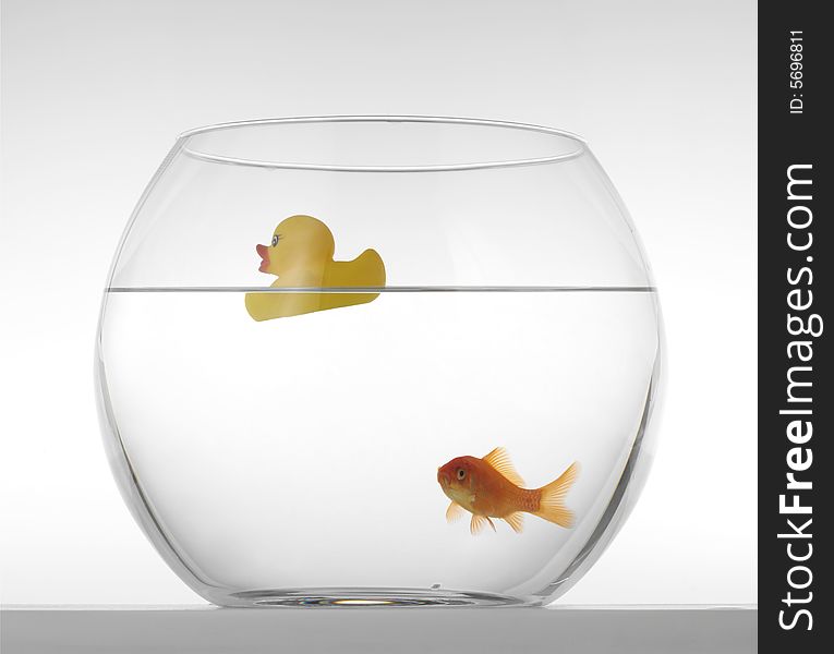 Goldfishes in Aquarium on a white background