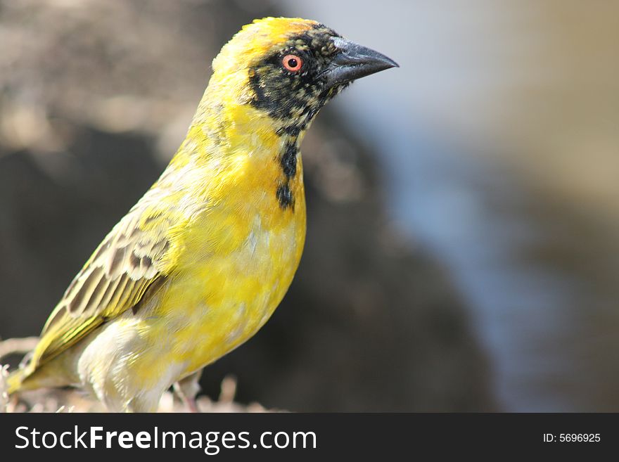 A yellow South African weaver bird.