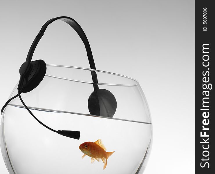 Red fish in Aquarium, listening music with headphones. Red fish in Aquarium, listening music with headphones