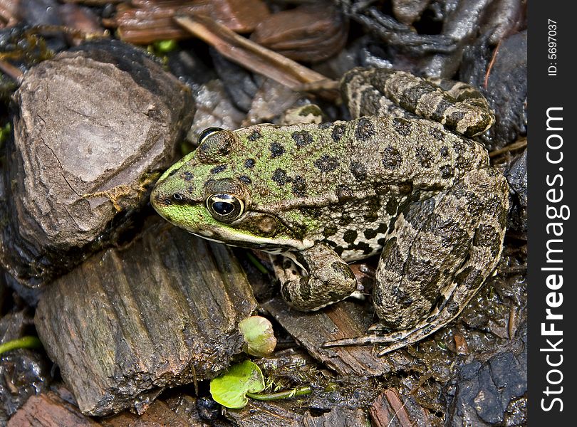 Portrait of common green frog. Portrait of common green frog