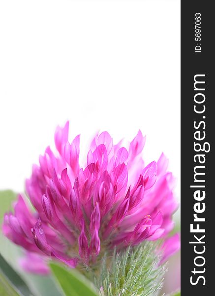 Clover trefoil against a white background.