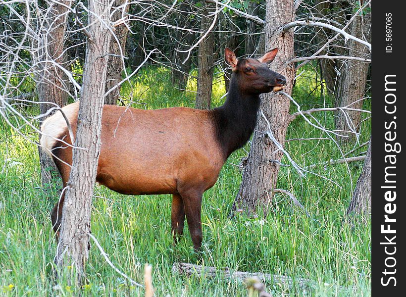 An Elk Cow, Cervus canadensis, During Early Morning in the Forest